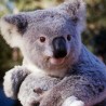 Аудијенција код Папе за коалу, кенгура и јежа