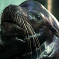 Упорност отрованог морског лава