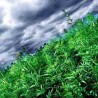 Заплењено четири тоне марихуане у Бугарској  