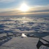 Откривено дрвеће старо 55 милиона година