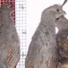 Спречено изношење препелица