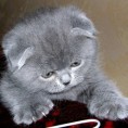 Ватрогасац оживео мачку методом уста-на-уста