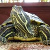 Корњачу победило заморче