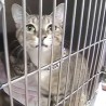 Мачка која светли у мраку