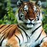 Одбегли тигар у башти