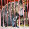 Траже затварање зоолошких вртова