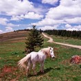 Траг: Борчански летопис, 2. део