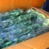 Само каранфил може да прође