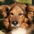 Пас са фобијом од мушкараца