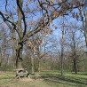 Убиство у Крагујевцу