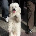 Пудлица која хода на 2 ноге