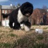 Бо нови становник Беле куће