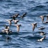Свет природе: Спасавање морских птица