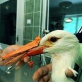 Рода добила вештачки кљун 