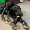 Теле рођено са седам ногу