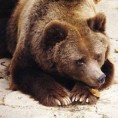 Медведица чува  границу