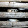 Триста мачака спасили од лонца