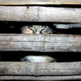 Триста мачака спасили од лонца