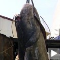 Сом капиталац у чукаричком рукавцу  