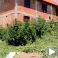 Марихуана иза куће у Прешеву