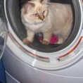 Мачка жива, а веш савршено чист