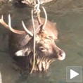 Ватрогасци извукли јелена из мора