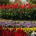 Романсирама ботаника
