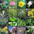 Романсирана ботаника