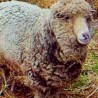 Угинула најстарија овца на свету