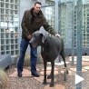 Џорџ преузео титулу највећег пса на планети