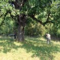 Енциклопедија за радознале