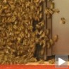 Пчеле на Вол стриту