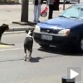 Пас који је волео таблице