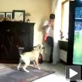 Пас који није волео вувузеле