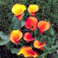 Романсирана ботаника