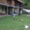 Зверство над псом