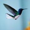 Имагинарни пјезажи – Hummingbird: албум „Наше страшне симетрије“