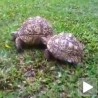 Тако то раде корњаче!