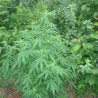 Заплењено 150 килограма марихуане
