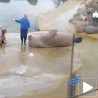 Морж ради трбушњаке