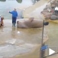 Морж ради трбушњаке