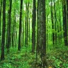 Планета дрвећа: Фромаже