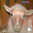 Moдели за фарму