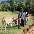 Енциклопедија за радознале 