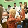 Пластинат на крагујевачком Медицинском факултету 