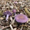 Приче из природе
