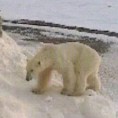 Сасвим природно: Свалбард, ледена граница, 4. део