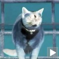 Клептомачак!