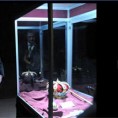 Ризница: Краљевске инсигније Србије