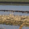 Вода угрожава куће и њиве